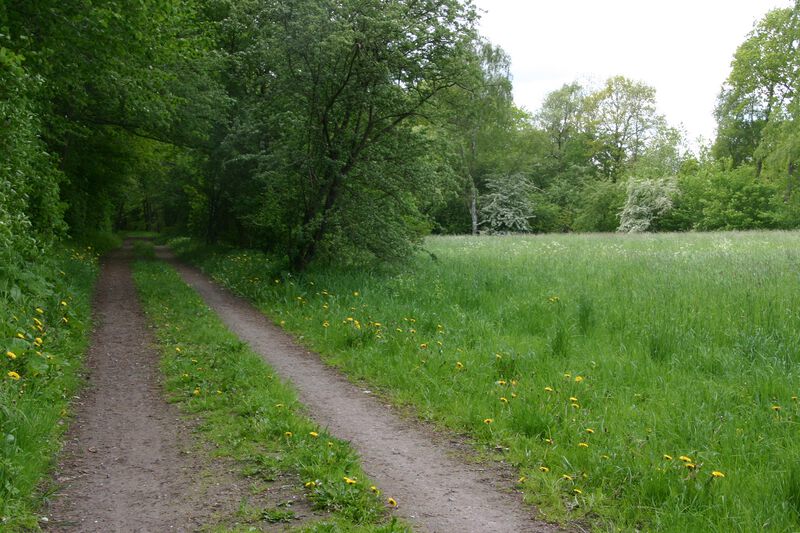Datei:Meimersdorfer Moor in Richtung Meimersdorfer Weg.jpg