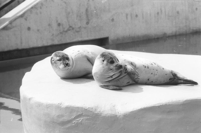 Datei:Seehunde Kielius Olympia Aug 1972.jpg